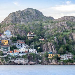 Buckelwal in Neufundland