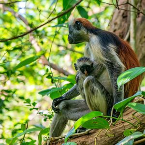 Elefanten in Tansania