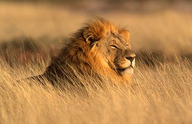 Vom Kruger Nationalpark bis zum Tafelberg