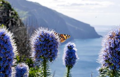 kanaren & madeira ab gran canaria