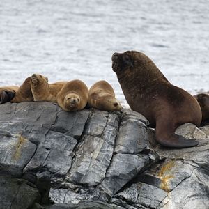 Seelöwen Ushuaia