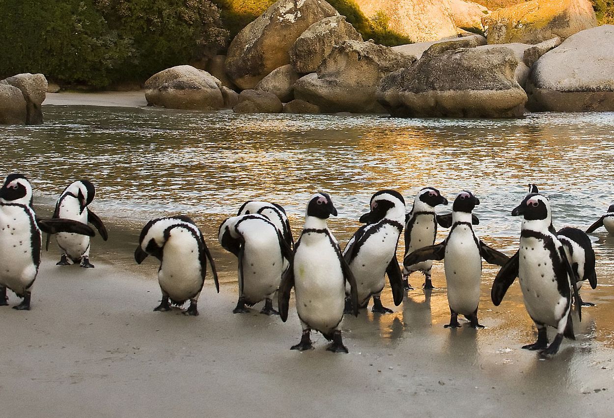 Boulders Beach - Pinguine