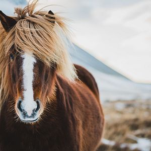 Islandpony