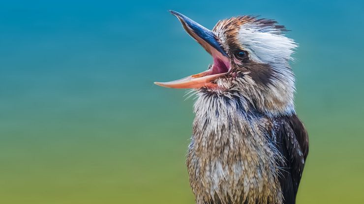 Der Kookaburra Vogel in Australien
