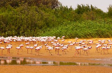 Transozean von Kapstadt bis Mallorca