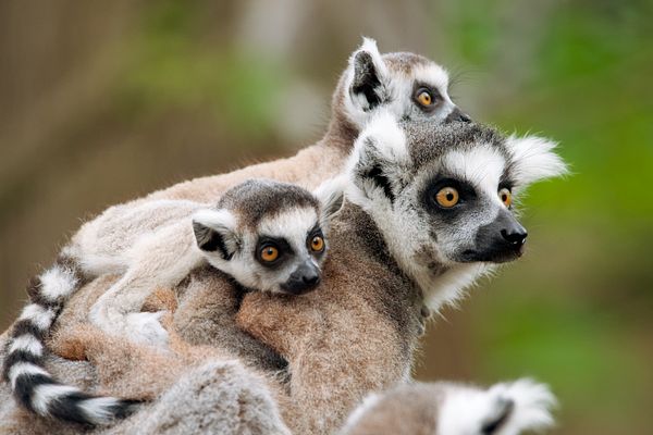 Lemuren auf Madagaskar