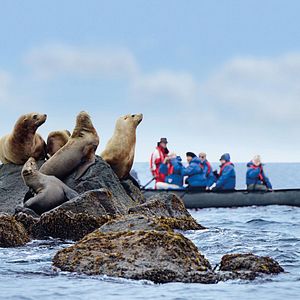 Braunbär Alaska