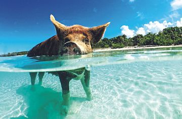 Florida, Bahamas & Karibik