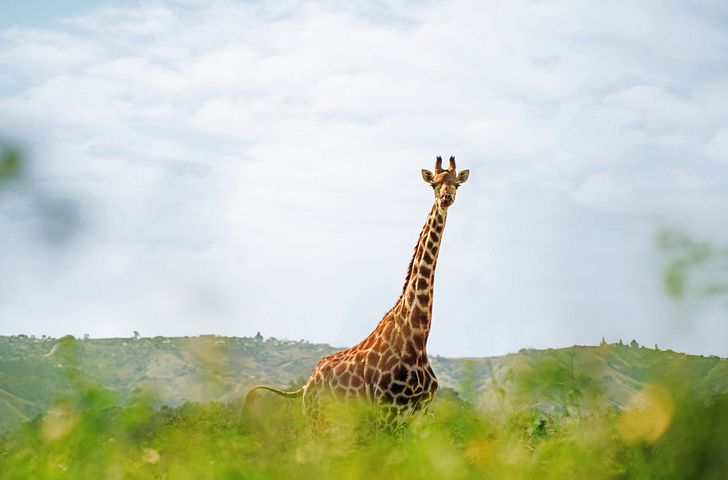 Impression zu Sommer 2027 - AIDAstella - Von Mauritius über Afrika nach Mallorca