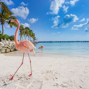 Aruba_Flamingo