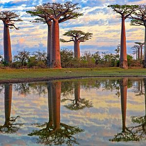 Lemuren auf Madagaskar
