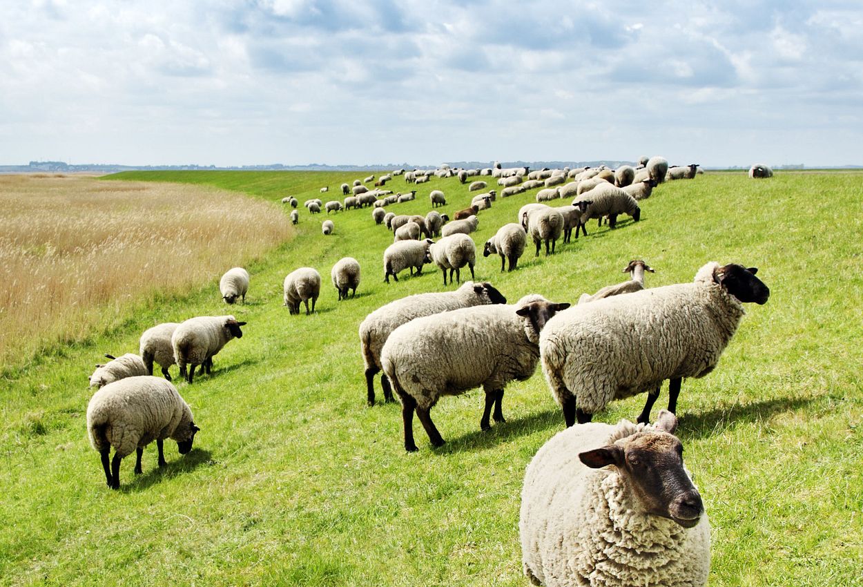 Schafe auf einem Deich