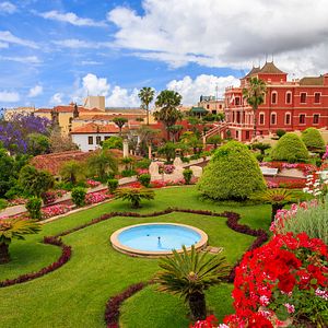 Drachenbaum, Teide, Teneriffa