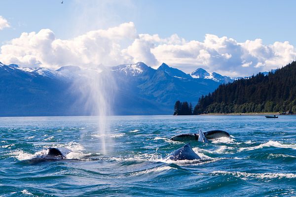 Wal in Juneau, Alaska