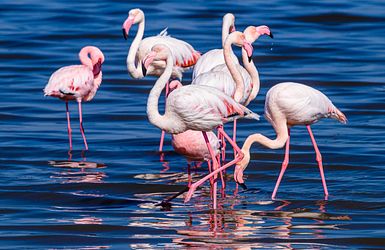 Q:\Destinationen\Namibia\Walvis Bay\AdobeStock_275324368©Stephen_abo.jpeg