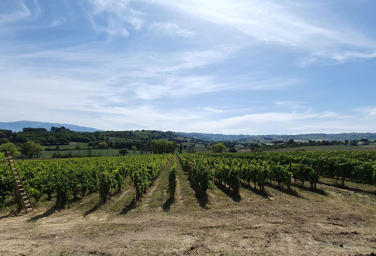 Weinberge Umbrien
