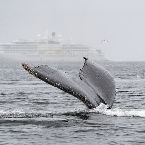 Silver Endeavour_Allgemein & Bilder_außen_Kayak Bay_©Silversea Cruises Ltd.