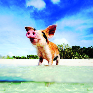 Wasserschwein auf den Bahamas