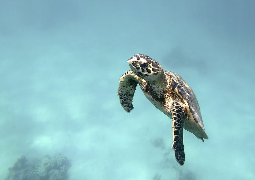 Eine kleine Schildkröte schwimmt klaren Wasser bei den Seychellen