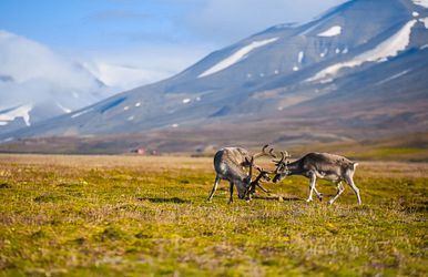 norwegen mit spitzbergen & lofoten