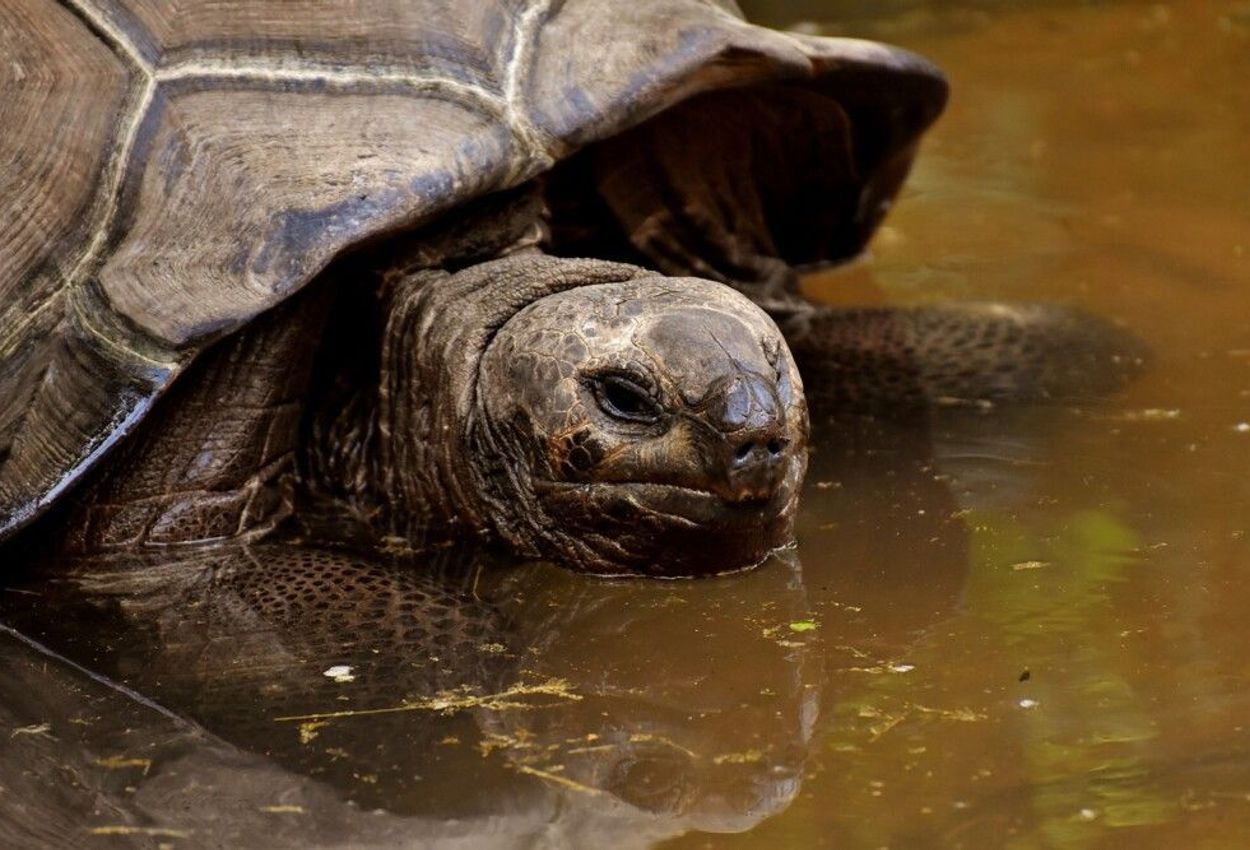 Galapagosinseln Riesenschildkröte