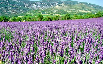 malerisches südfrankreich