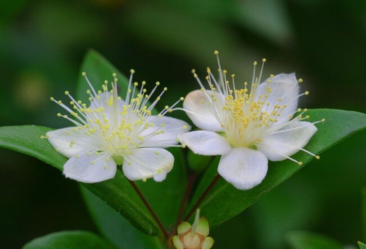 Weiße Myrte, Blume