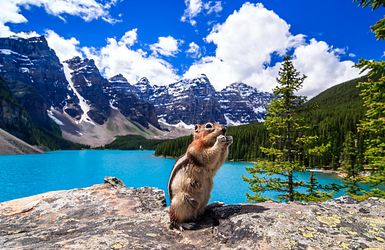 Erdhörnchen vor Lake Lousie