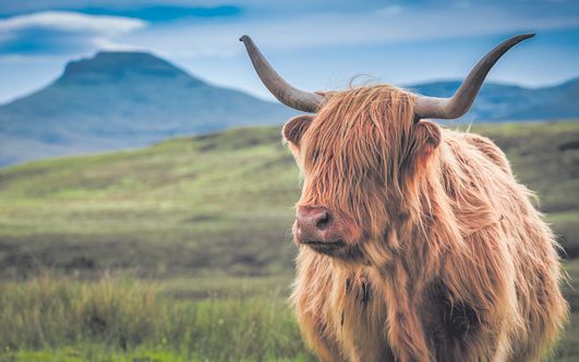 schottische highlights