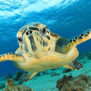 Freedom of the Seas Außenansicht