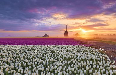 ein tulpenmeer für die sinne