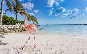 karibische insel-rundreise