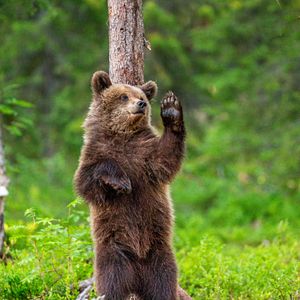 Braunbär Banff Nationalpark Kanada