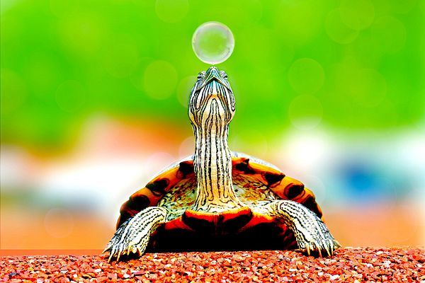Eine Schildkröte