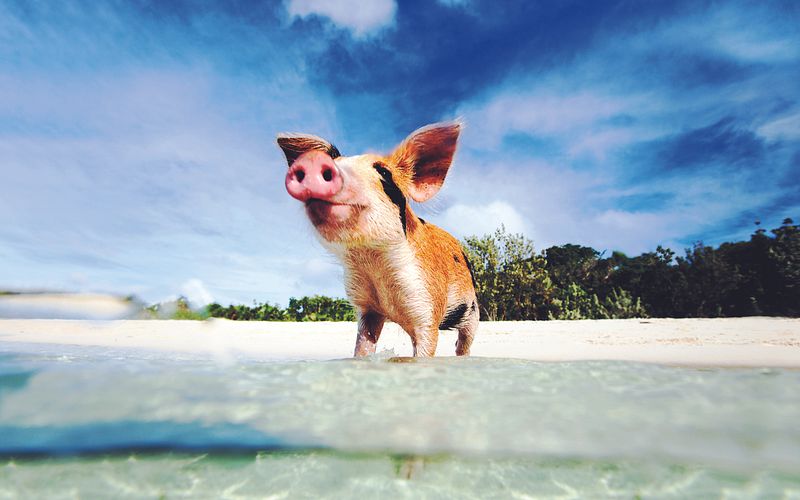 karibikzauber & inselparadies entdeckungstour