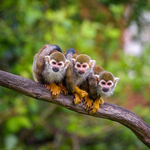 Totenkopf-Affen_AdobeStock_305981127 © Nick Fox