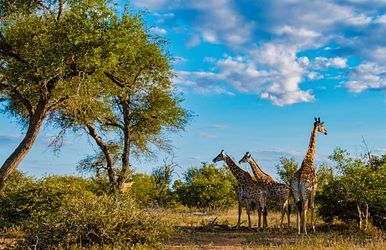 weltenbummler kapverden, südafrika & mauritius