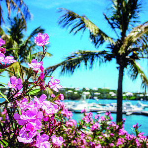Bermuda; Horseshoe Bay