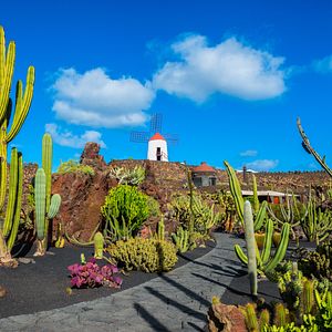 Lanzarote Spanien Kaktusgarten 