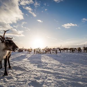 Lofoten Nordlicht Polarlicht Hamnoy