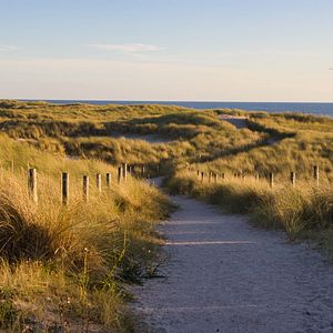 Sanddorn