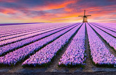 flussreisen zur tulpenblüte