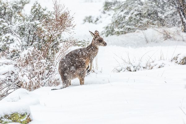 Ein Känguru im Schnee