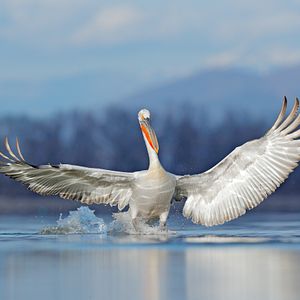 Pelikan Donaudelta