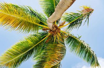 Von Kiel in die Karibik