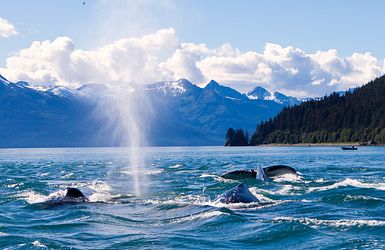 Alaska mit der Queen Elizabeth