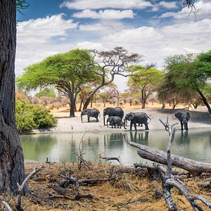 Elefanten in Tansania