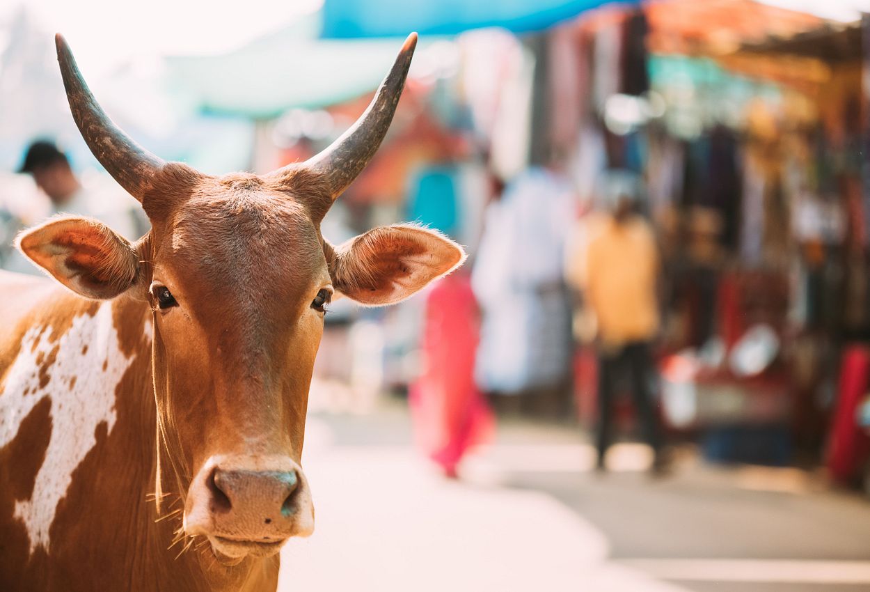 Eine Kuh auf dem Markt von Anjuna, Goa