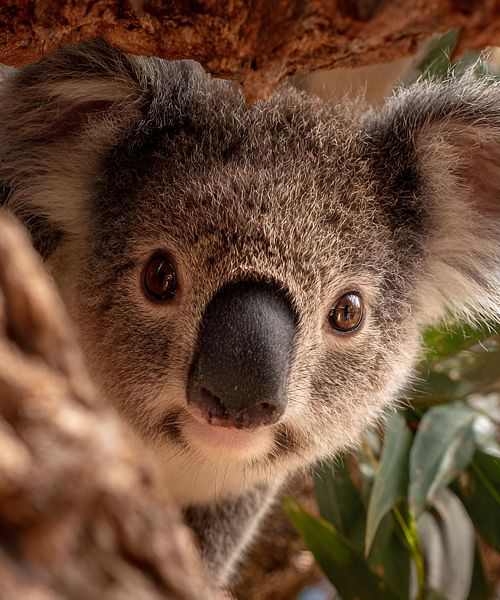 Koala Australien