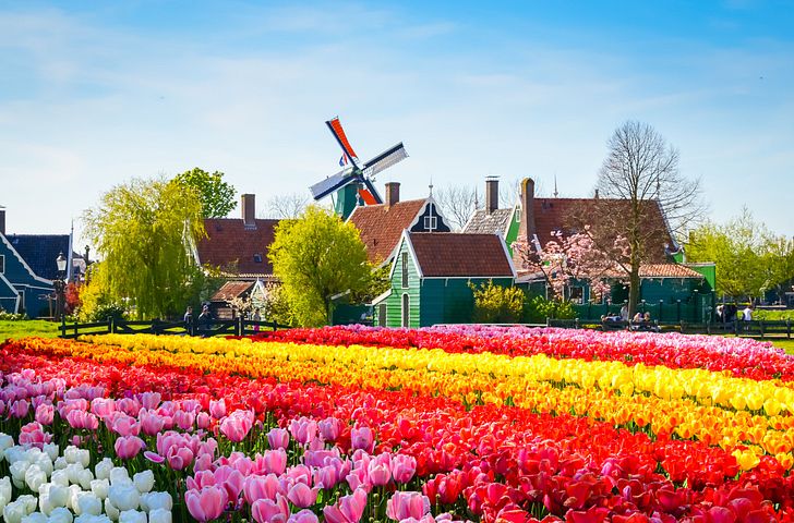 Impressionen zu 1A-vista Tulpenbluete - Holland und Belgien